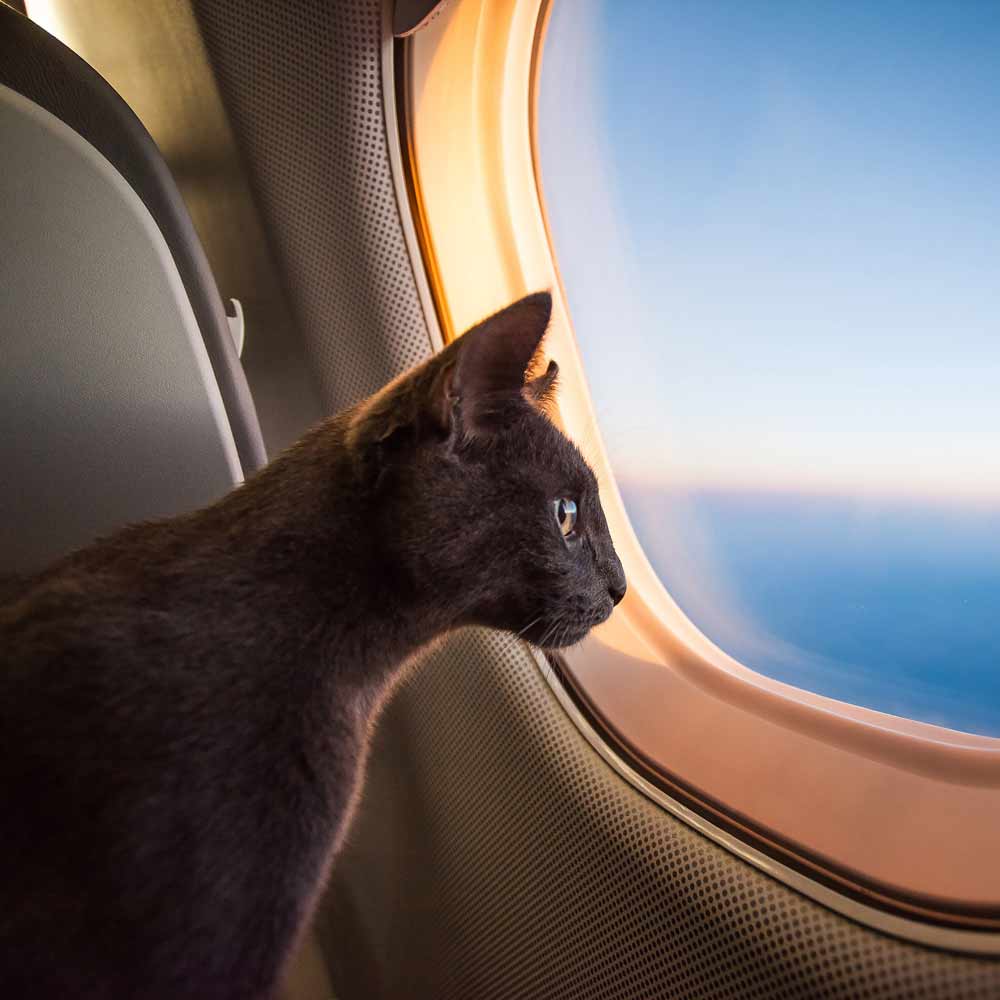 Cat Traveling