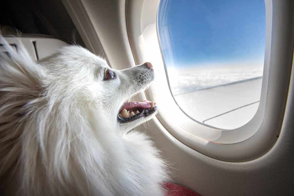 first class pet travel