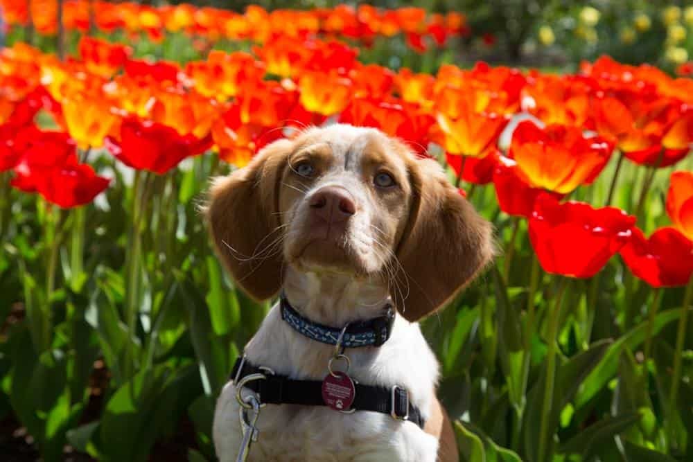 Netherlands Dog Travel